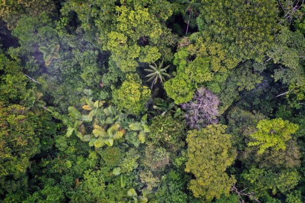 The Amazon’s path from crisis to&hellip;