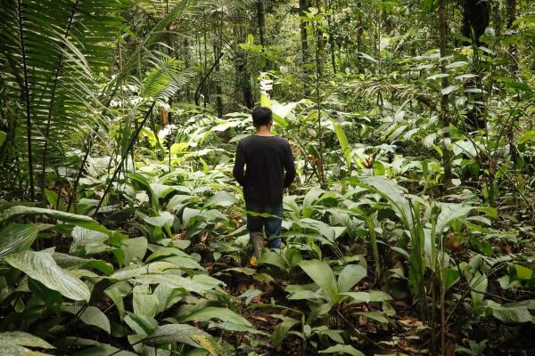 Forests on Indigenous lands help protect…