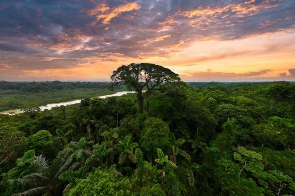 On World Rainforest Day, the world…