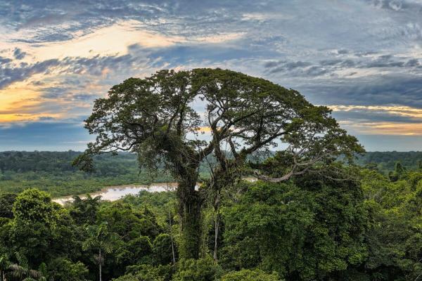 Will my president save the Amazon?&hellip;