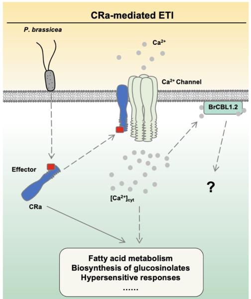 photo of The molecular mechanisms of Ca²⁺ sensor BraCBL1.2 in clubroot resistance in Chinese cabbage image