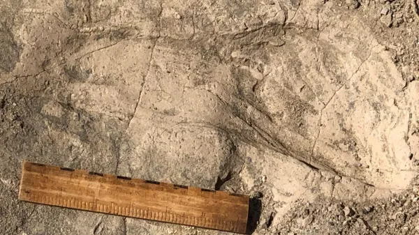 1.4-million-year-old footprints reveal a…