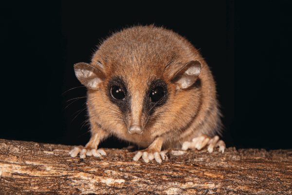 Scientists describe new-to-science mouse…