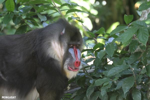 photo of Congo Basin communities bear the costs of industrial expansion image