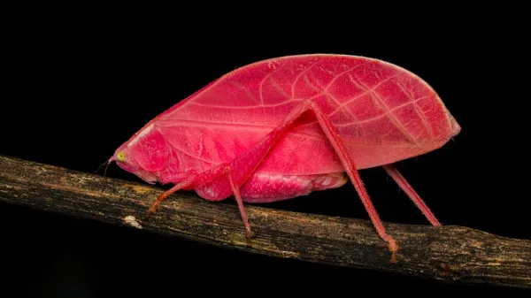 photo of Scientists stunned as pink katydid transforms into green camouflage image