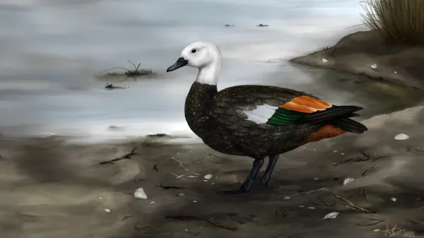 Scientists uncover the lost shelduck…