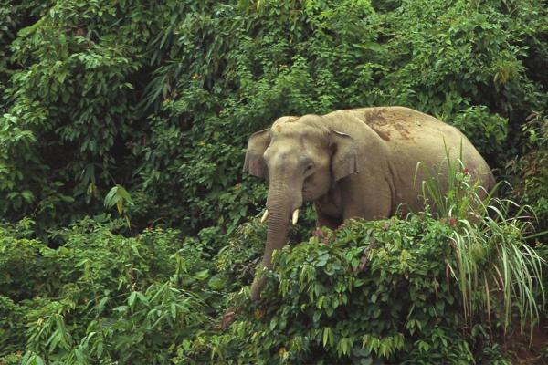 Researchers find evidence of elephant…