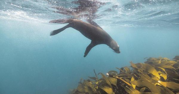 Rabies at sea