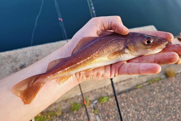 Evolution in overdrive as Baltic cod…