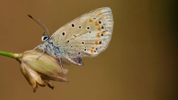 This tiny butterfly has the most…