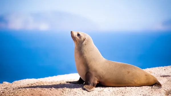 photo of Deep diving fur seals experience delayed heart surges after returning to land image