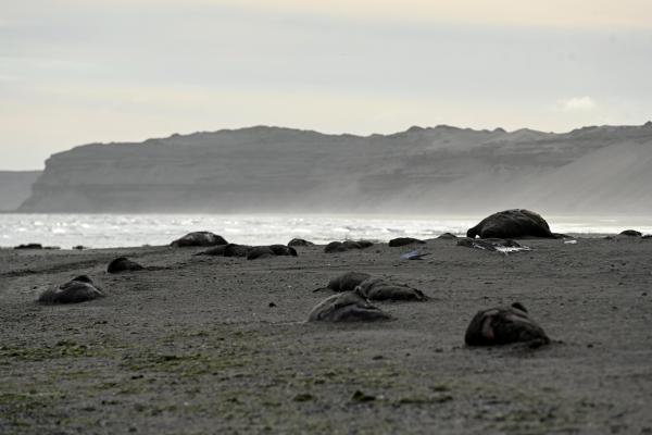 photo of Avian influenza virus is adapting to spread to marine mammals image