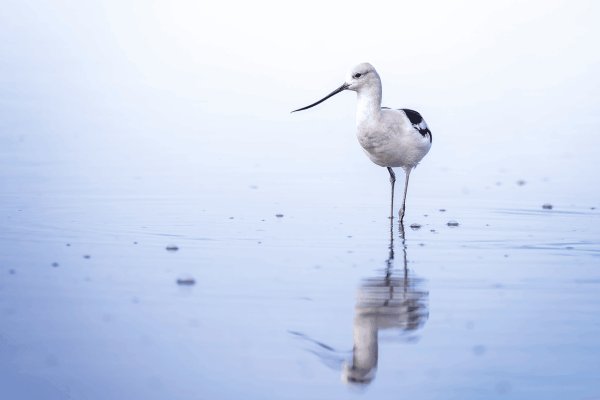 Bird-watching for nature connection &…