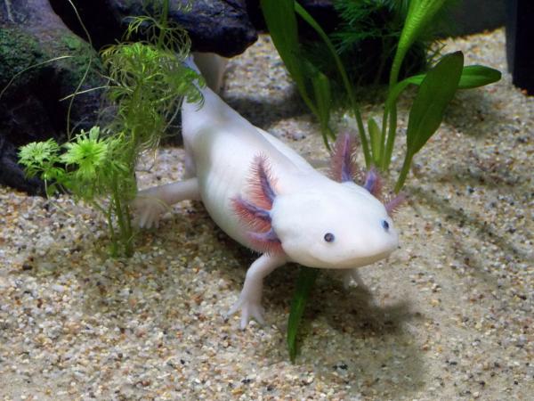 photo of Axolotls 'genetically indistinguishable' from other salamanders image