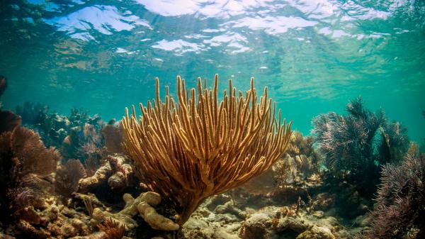 If Florida reefs aren’t protected,&hellip;