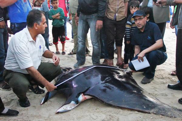 The Gaza scientist still tracking manta&hellip;