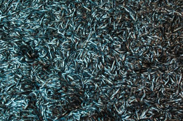 A chemical kept fishmeal from catching fire. Then scientists&hellip;