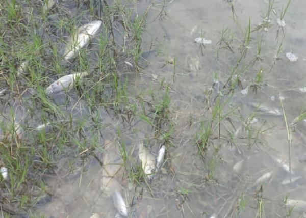 A mine polluted a Zambian river in 2025:&hellip;