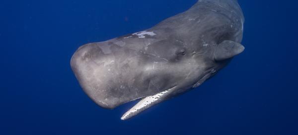 Azores dodges proposal to overturn&hellip;