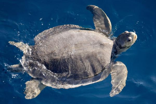 Australia establishes the first Sea&hellip;