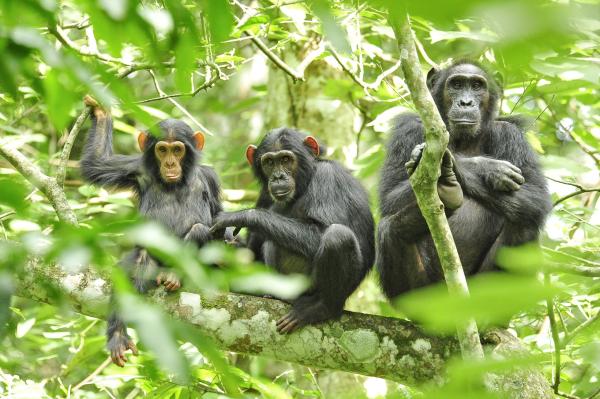 Celebrating World Chimpanzee Day
