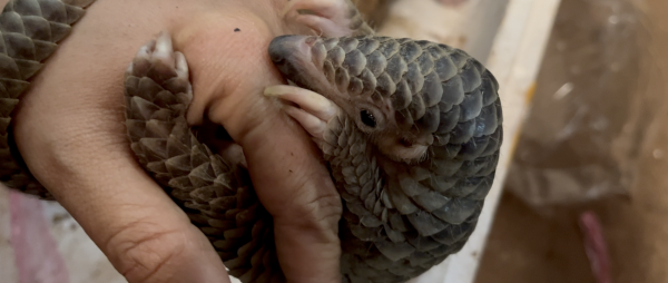 Laos’s illegal wildlife shops keep growing despite…