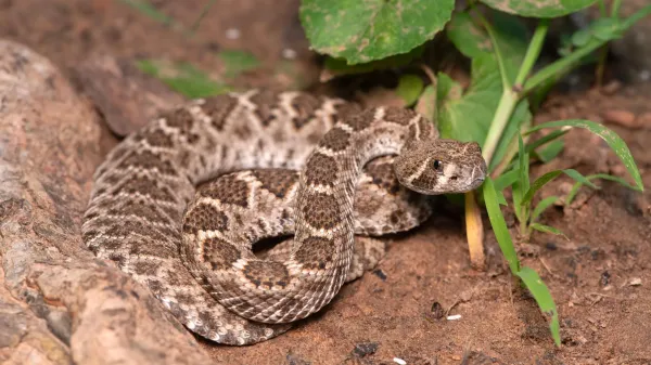 photo of Scientists just debunked a dangerous baby rattlesnake myth image