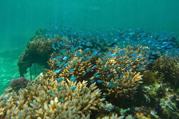 Mauritius rethinks coral restoration as…