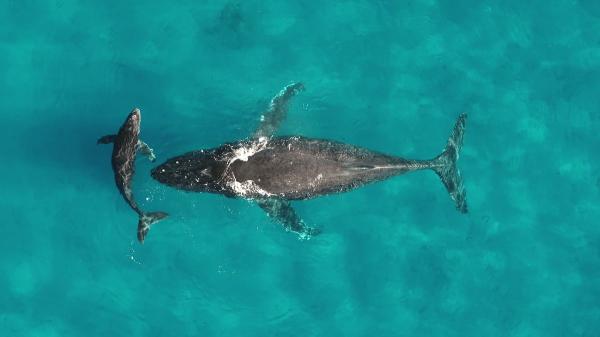 photo of Whales Support Ecosystems by Transporting Nutrients Thousands of Miles in Their Urine: Study image