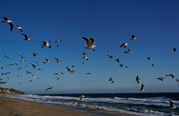 Reconnecting the skies: Linking flyways for migratory…