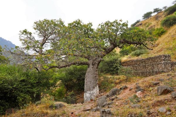 Beetle known for ravaging mango trees&hellip;