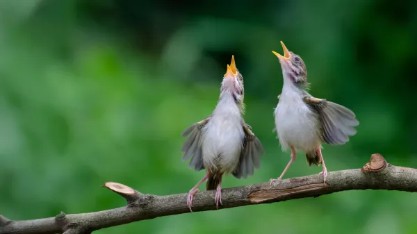Birds around the world share a…