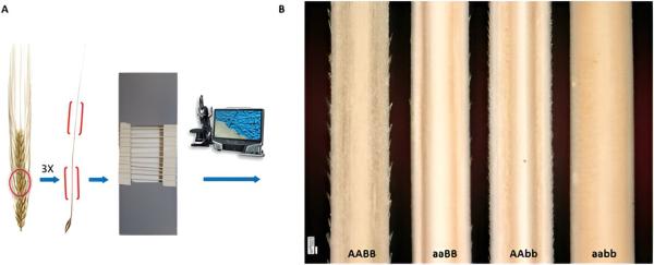 photo of BarbNet: Awn phenotyping with advanced deep learning, potential applications in the automation of barley awns sorting image