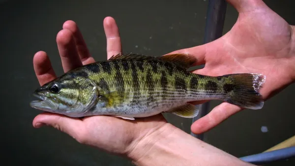 DNA reveals two new bass species hidden&hellip;