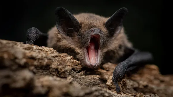 photo of Bats carry dangerous viruses without getting sick. This may be why image