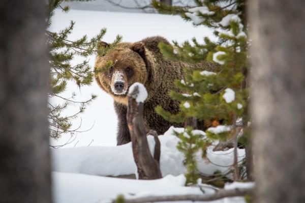 After the Feds Kept Grizzlies on the…