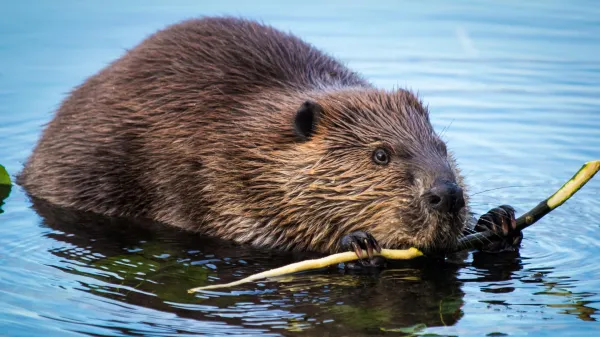 Beavers are turning rivers into powerful&hellip;