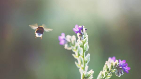 Plants Produce More Nectar in Response…