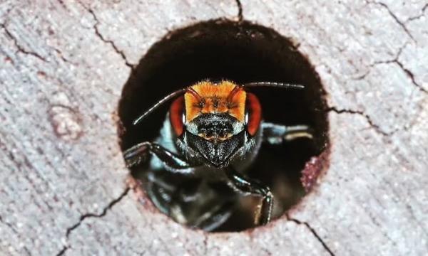 Bee Hotels Can Help Native Pollinators…