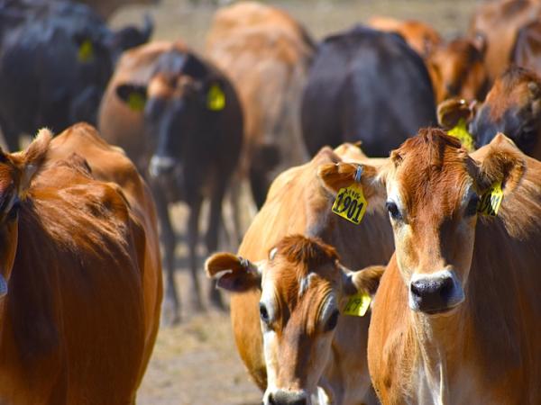 Revealed: How the Meat Industry Uses…