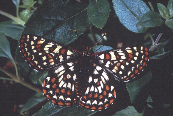 photo of Q&A: Authors discuss addressing the crisis of species loss image