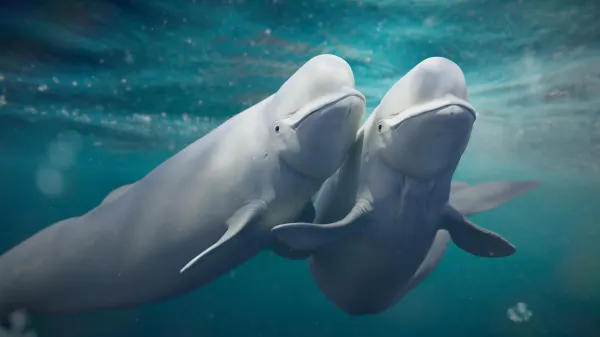 photo of Beluga whales keep switching mates and it may be saving their species image