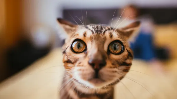 photo of Scientists say house cats could help unlock better cancer treatments for humans image