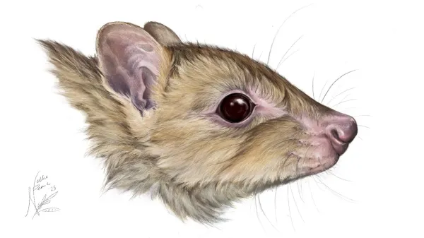New ghost marsupial related to the…