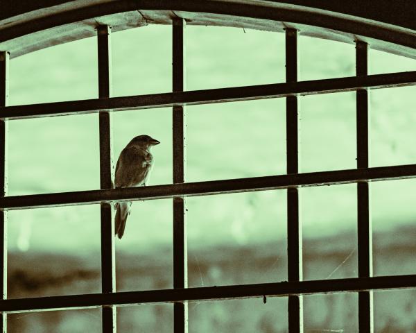 photo of Q&A: Do we need a new approach to prevent bird window strikes? image
