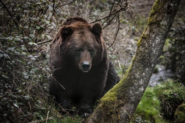 photo of Two orphaned Black bears released back into wild after rehabilitation by San Diego Humane Society image
