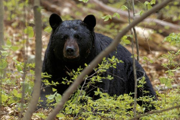 Bears have learned to open doors in…