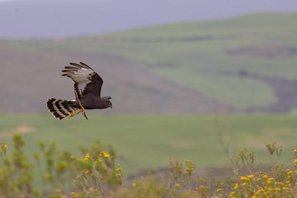 To save a rare South African ecosystem, conservationists bought the land