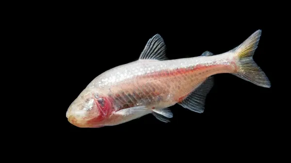 In the dark for 11 million years: How…