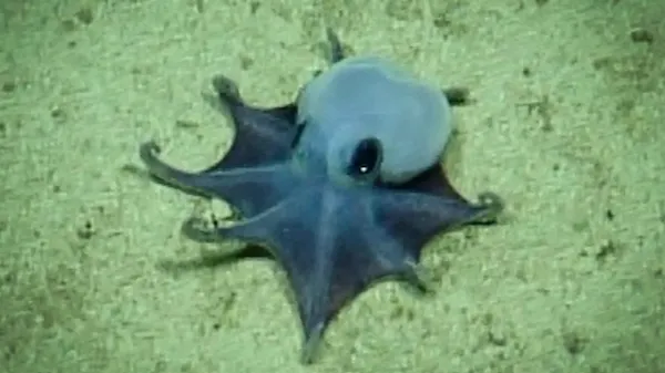Adorable tiny blue octopus found nearly…